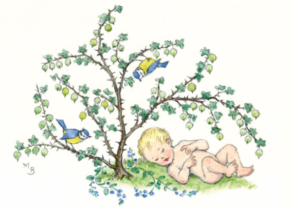 Baby under a gooseberry bush with blue tits 