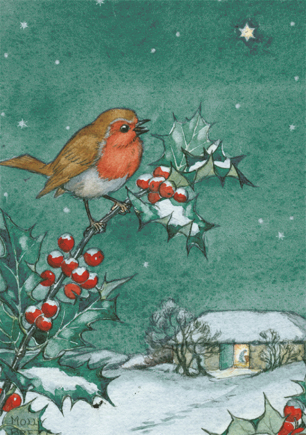 A Robin Sitting on a Holly Tree Branch 