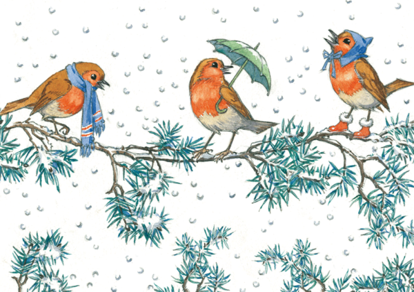 Three Robins on a Branch at Christmas 